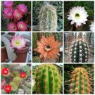 10pcs Haageocereus Mix Seeds Rare Cactus PlantsItem NO.: SH10959C