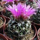 10pcs Coryphantha vivipara Seeds Rare Cactus PlantsItem NO.: SH10968C