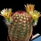 10pcs ECHINOCEREUS chloranthus v. cylindricus Seeds Rare Cactus PlantsItem NO.: SH10970C