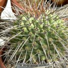 10pcs Thelocactus rinconensis Seeds Rare Cactus PlantsItem NO.: SH10984C