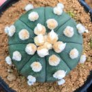 10pcs ASTROPHYTUM ASTERIAS  NUDUM  Cactus  seed growItem NO.: SH10993C