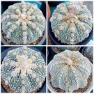 10pcs Astrophytum asterias OOIBO Nudum rare japan cactus SEEDItem NO.: SH10994C