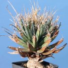 10pcs Leuchtenbergia principis Seeds Rare Cactus PlantsItem NO.: SH10999C