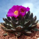10pcs Ariocarpus scapharostrus Seeds Rare Cactus PlantsItem NO.: SH11001C 10pcs Ariocarpus scapharostrus Seeds Rare Cactus PlantsItem NO.: SH11001C