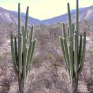 10pcs Neobuxbaumia tetetzo Seeds Rare Cactus PlantsItem NO.: SH11002C