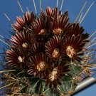 10pcs Glandulicactus uncinatus Seeds Rare Cactus PlantsItem NO.: SH11005C