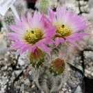10pcs Echinocereus albispinus Seeds Rare Cactus PlantsItem NO.: SH11012C