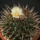 10pcs Thelocactus lophothele Seeds Rare Cactus PlantsItem NO.: SH11015C