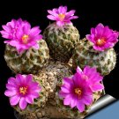 10pcs Encephalocarpus strobiliformis Seeds Rare Cactus PlantsItem NO.: SH11020C