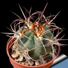 10pcs DENMOZA rhodacantha Seeds Rare Cactus PlantsItem NO.: SH11022C