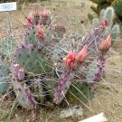 10pcs Opuntia macrocentra Seeds Rare Cactus PlantsItem NO.: SH11023C 10pcs Opuntia macrocentra Seeds Rare Cactus PlantsItem NO.: SH11023C