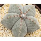 10pcs Astrophytum myriostigma Seeds Rare Cactus PlantsItem NO.: SH11028C