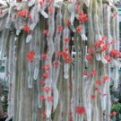 10pcs Hildewintera colademononis Seeds Rare Cactus PlantsItem NO.: SH11029C