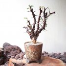 1pcs JATROPHA dichtar SeedsItem NO.: SH11030C