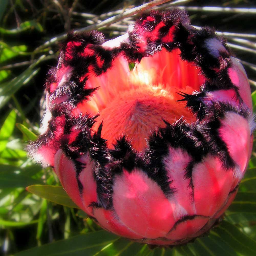 6pcs Protea Neriifolia * Oleanderleaf Protea * Amazing Flowering Plant *  SeedsItem NO.: SH11035C