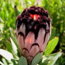 6pcs Protea laurifolia Pink, seeds South Africa's national flowerItem NO.: SH11037C