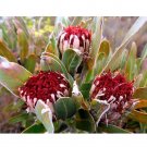 6pcs Protea Longifolia Seeds * Stunning Long-leaf red  Sugarbush * Very Rare *Item NO.: SH11044C