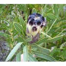 6pcs Protea lepidocarpodendron Seeds - Rare South African Shrub - Cut FlowersItem NO.: SH11045C