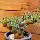5pcs Pelargonium crithmifolium Seeds Rare plantsItem NO.: SH11046C