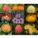 6pcs Leucospermum Seeds Rare plantsItem NO.: SH11049C
