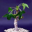 5pcs Jatropha Mahafalensis Fresh SeedsItem NO.: SH11051C