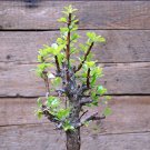 5pcs Fouquieria formosa Fresh SeedsItem NO.: SH11052C