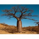 2pcs Adansonia Digitata - Baobab Tree - Excellent BonsaiItem NO.: SH11057C