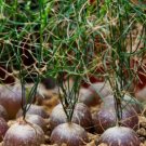 10pcs Schizobasis intricata Fresh seedsItem NO.: SH11058C 10pcs Schizobasis intricata Fresh seedsItem NO.: SH11058C