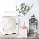 2pcs Olea europaea  Fresh SeedItem NO.: SH11062C