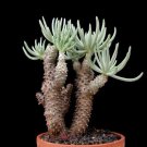 10pcs Tylecodon cacalioides Fresh SeedItem NO.: SH11065C