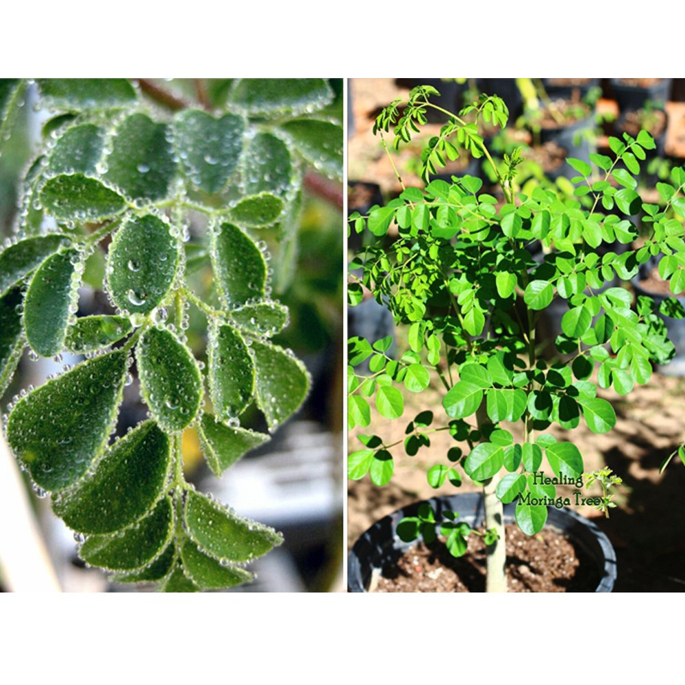 10pcs Moringa oleifera Fresh SeedItem NO.: SH11070C