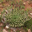 5pcs Euphorbia caput-medusae Fresh SeedItem NO.: SH11076C
