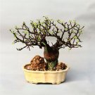 2pcs BURSERA hindsiana Fresh SeedItem NO.: SH11077C 2pcs BURSERA hindsiana Fresh SeedItem NO.: SH11077C