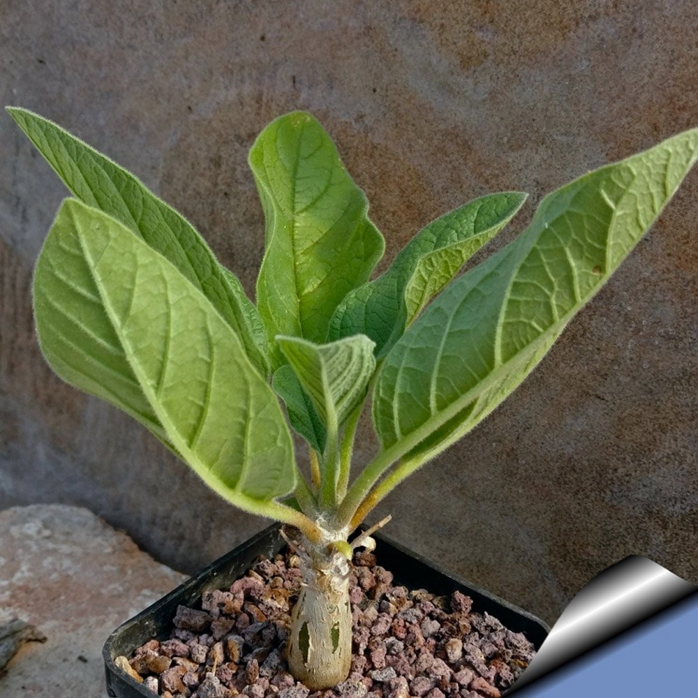 2pcs Sesamothamnus rivae Fresh Seed Bonsai Ornamental PlantsItem NO.: SH11078C