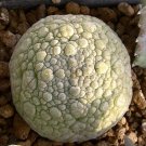 2pcs Pseudolithos sphaericus Fresh Seeds Good plantsItem NO.: SH11082C
