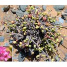 10pcs Ceraria fruticulosa Seeds Lovely potted plantsItem NO.: SH11083C