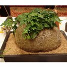 5pcs Gerrardanthus macrorrhizus Seeds Lovely potted plantsItem NO.: SH11084C