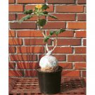 2pcs Uncarina roeoesliana Seeds Bonsai plantItem NO.: SH11086C