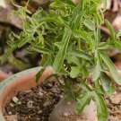5PCS Kedrostis africana Seeds Bonsai plantItem NO.: SH11095C