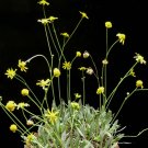 10PCS Othonna retrorsa Seeds Bonsai plantItem NO.: SH11096C