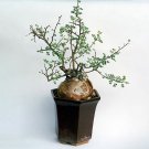 5PCS Pachycormus discolor Seeds Bonsai plantItem NO.: SH11098C