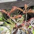 5PCS Operculicarya hirsutissima Seeds Rare plantsItem NO.: SH11100C