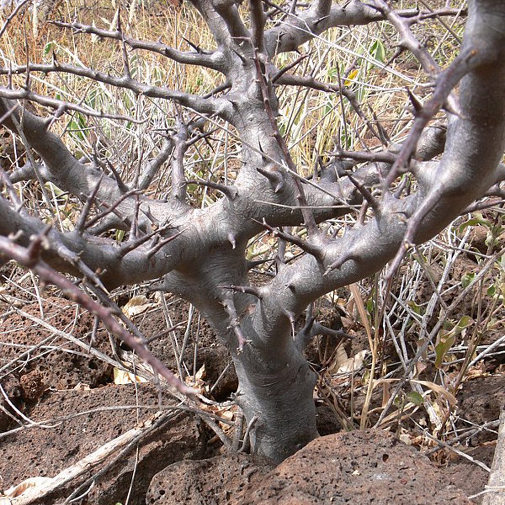 2PCS Commiphora rostrata, Rare, Bonsai, Frankincense, Succulent plant, BurseraceaeItem NO.: SH11103C