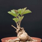 2PCS Seeds Cyphostemma sp. 'Ngare Mara' , Rare, Bonsai plantItem NO.: SH11106C