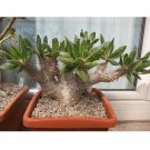 10PCS Seeds Pachypodium Horombense , Rare, Bonsai PlantItem NO.: SH11111C