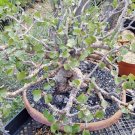 2PCS Jatropha cinerea Tree Seeds Ornamental Plant ParkItem NO.: SH11116C