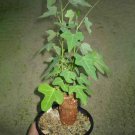 5PCS Adenia gummifera Seeds Rare Root BlockItem NO.: SH11124C