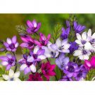 5PCS Babiana Stricta Seeds Iridaceae Pretty FlowersItem NO.: SH11125C