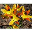 5PCS Moraea Elegans - Cape Tulips - Yellow Black Spot Flower - 5 SeedsItem NO.: SH11131C