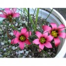 5PCS Romulea Eximia * Beautiful Flowers * 5 Seeds * Rare *Item NO.: SH11133C